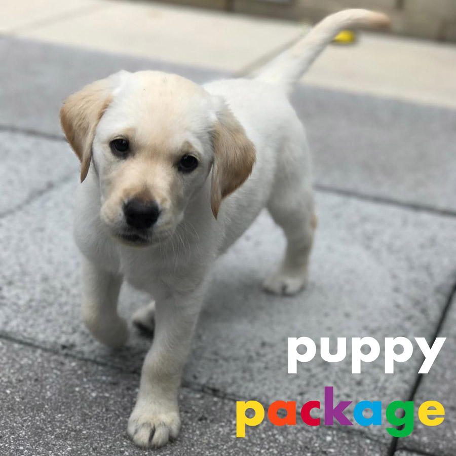 Puppy Package from Colorfuldogs