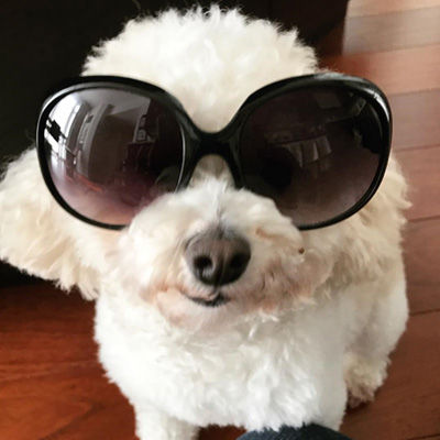 Cute Dog Sunglasses