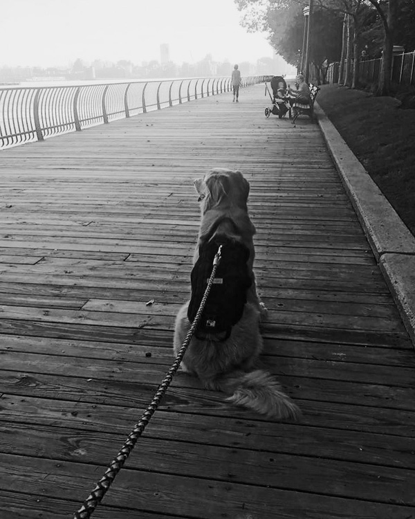 Hudson River Dog Walking