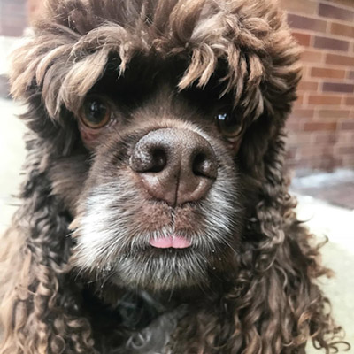 Dog With 80s Haircut